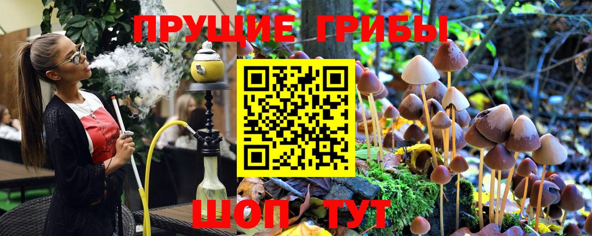 Псилоцибиновые грибы Cubensis Сальск